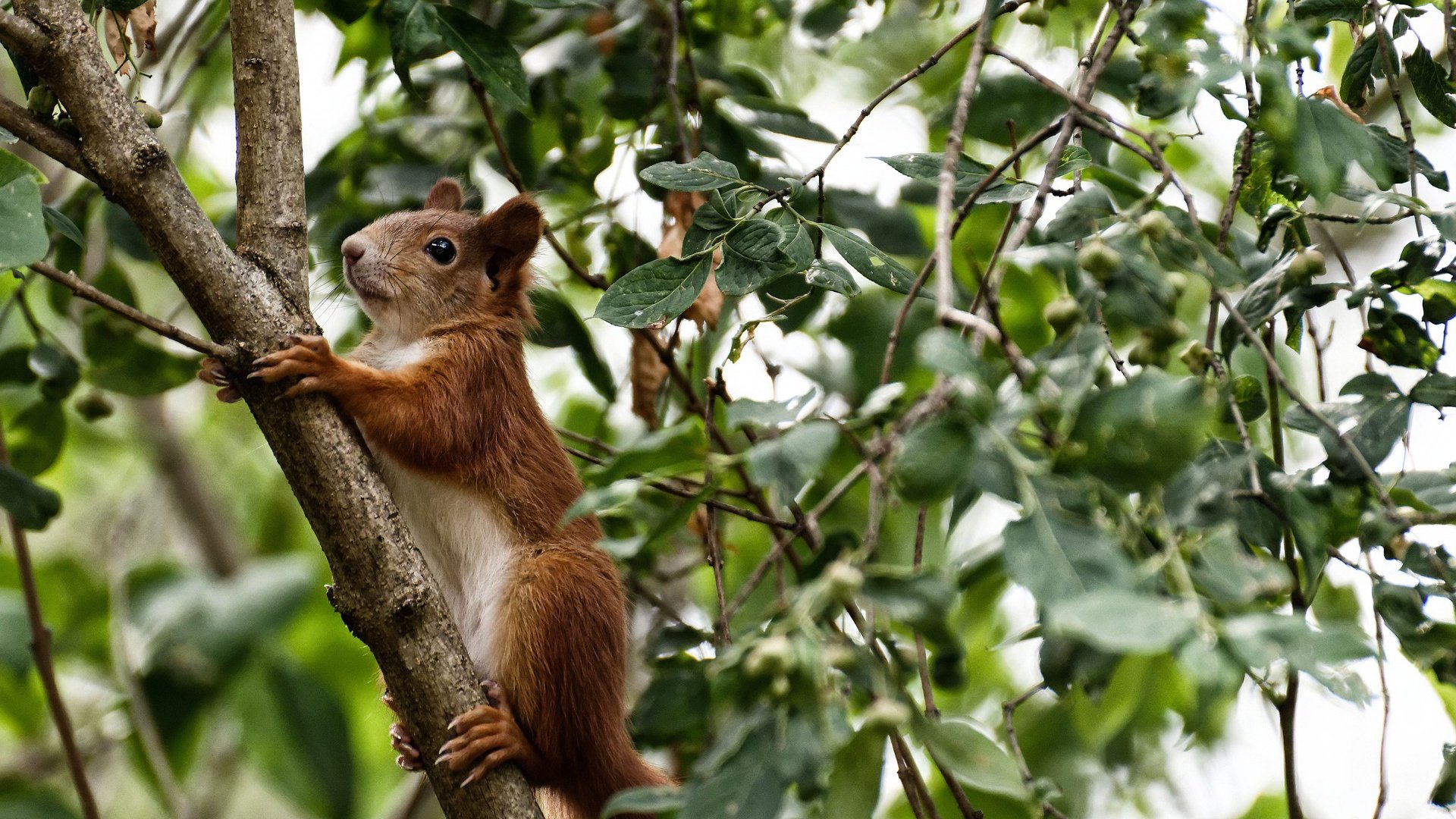 “中国女足在国际比赛中不断突破，名次不断提升”，中国女足出线渺茫
