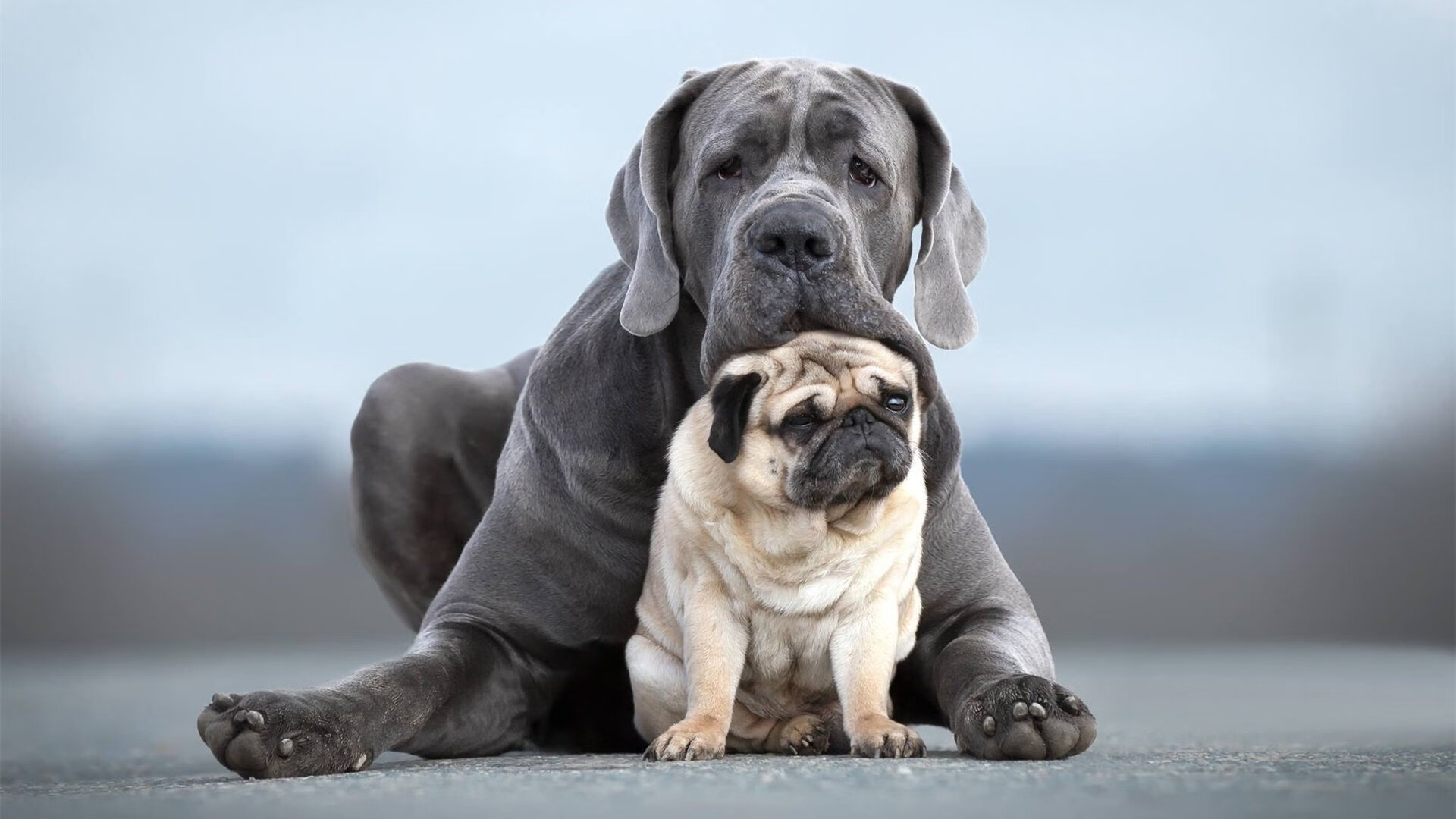 《CS_GO亚洲巡回赛，TYLOO战队激情出战》，csgo亚洲冠军