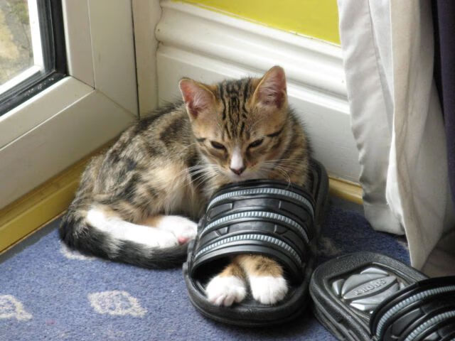 《CS_GO亚洲巡回赛，TYLOO战队激情出战》，csgo亚洲冠军