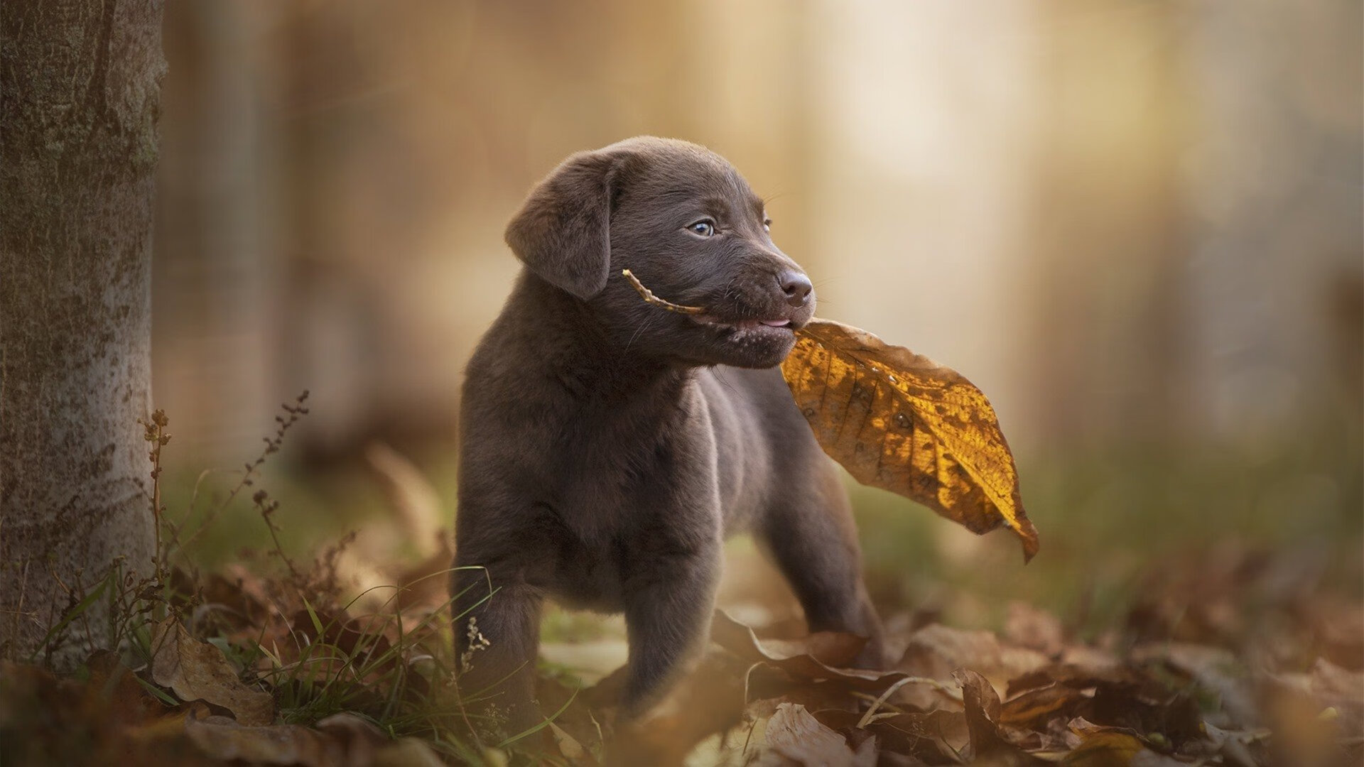 【新战术面面观】在规则革新下,球队如何应对?,球队规则制度