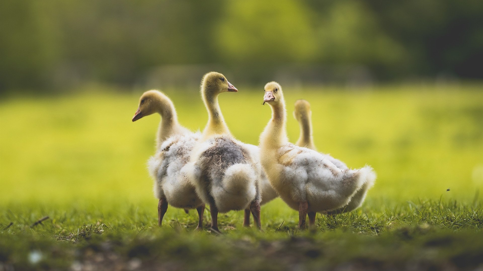 九游（jiuyou.com）游戏-中国男足在巴黎奥运会上展现出强大的进攻火力，中国男足在奥运会进过球吗