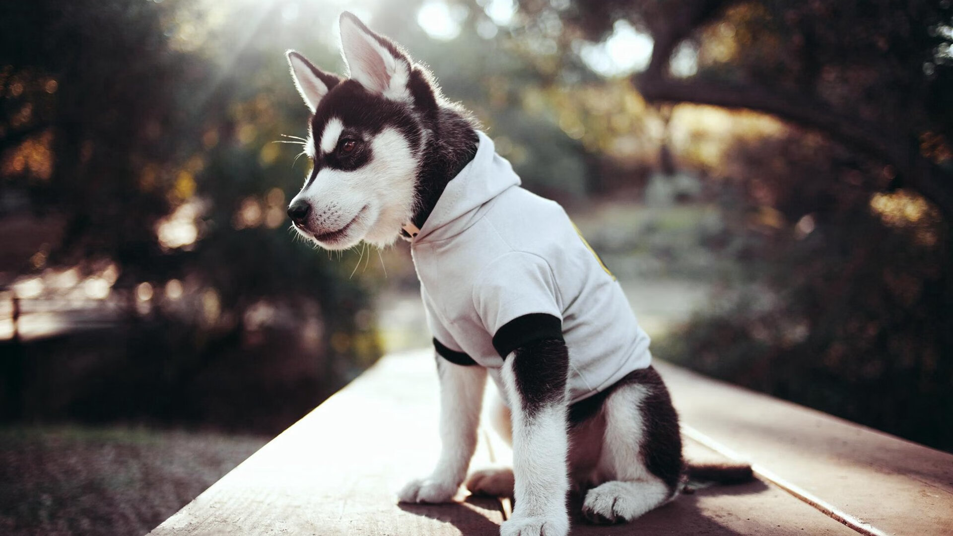 中国全民足球运动发展报告发布,行业持续健康发展,中国足球运动发展现状与分析