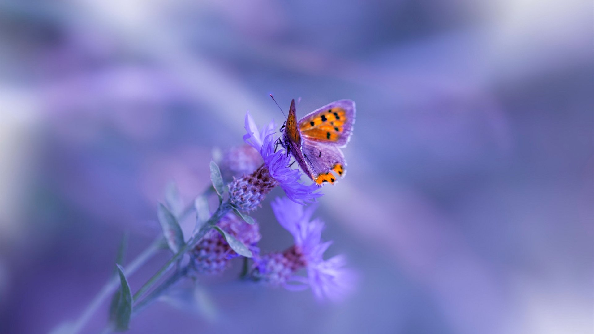 意甲豪门激烈角逐:高价引入未来之星,意甲十大巨星