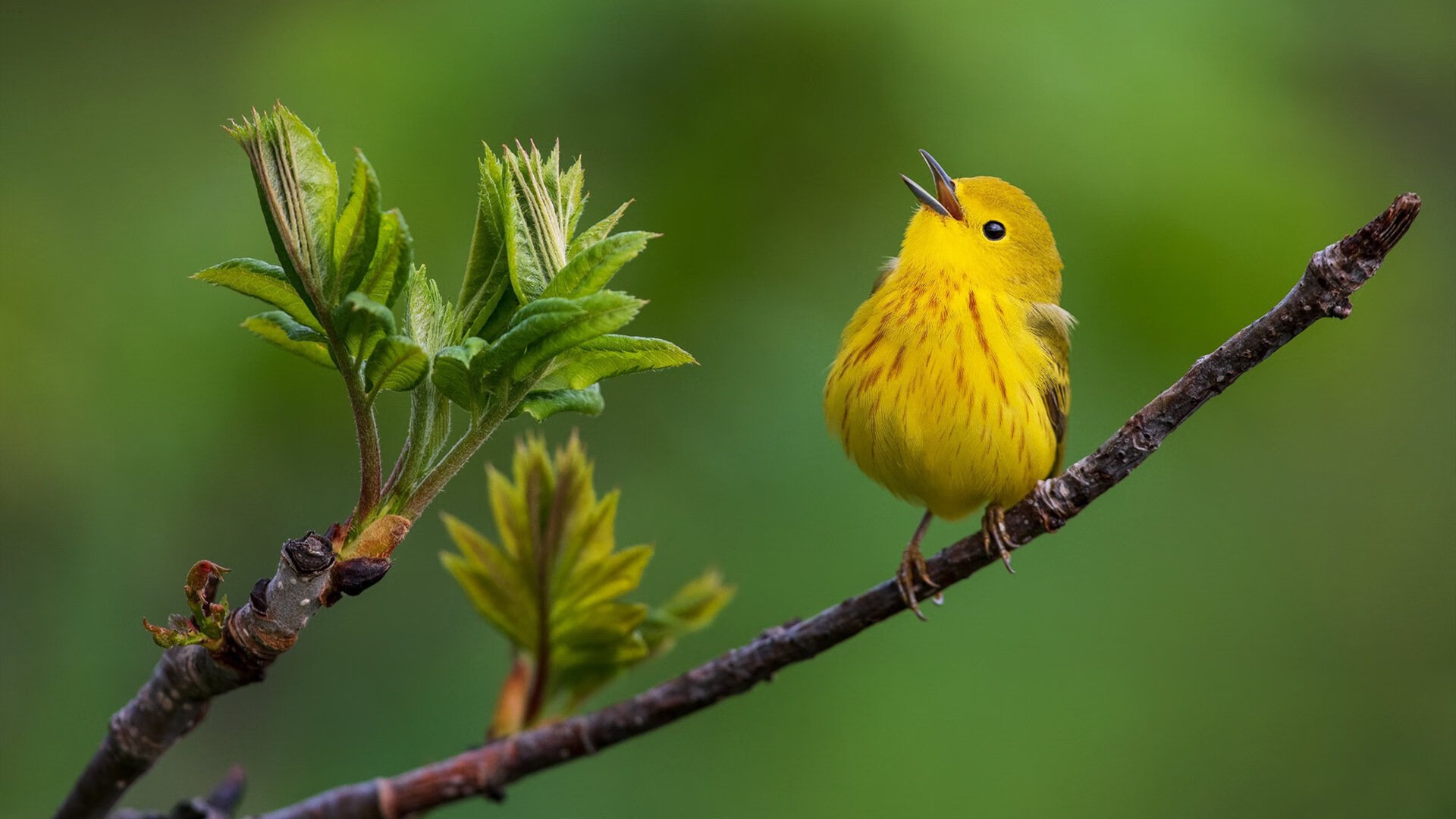 九游下载官网-Astralis 在 BLAST Premier 中获得季军，astralis战队成员分工