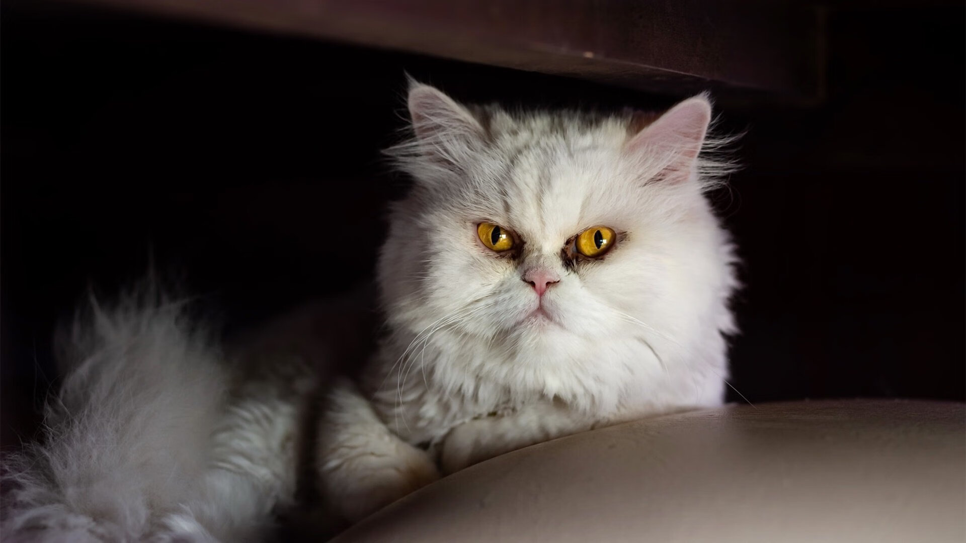 九游下载中心-南特球员表现出色，或将被国家队召唤，南特3号球员