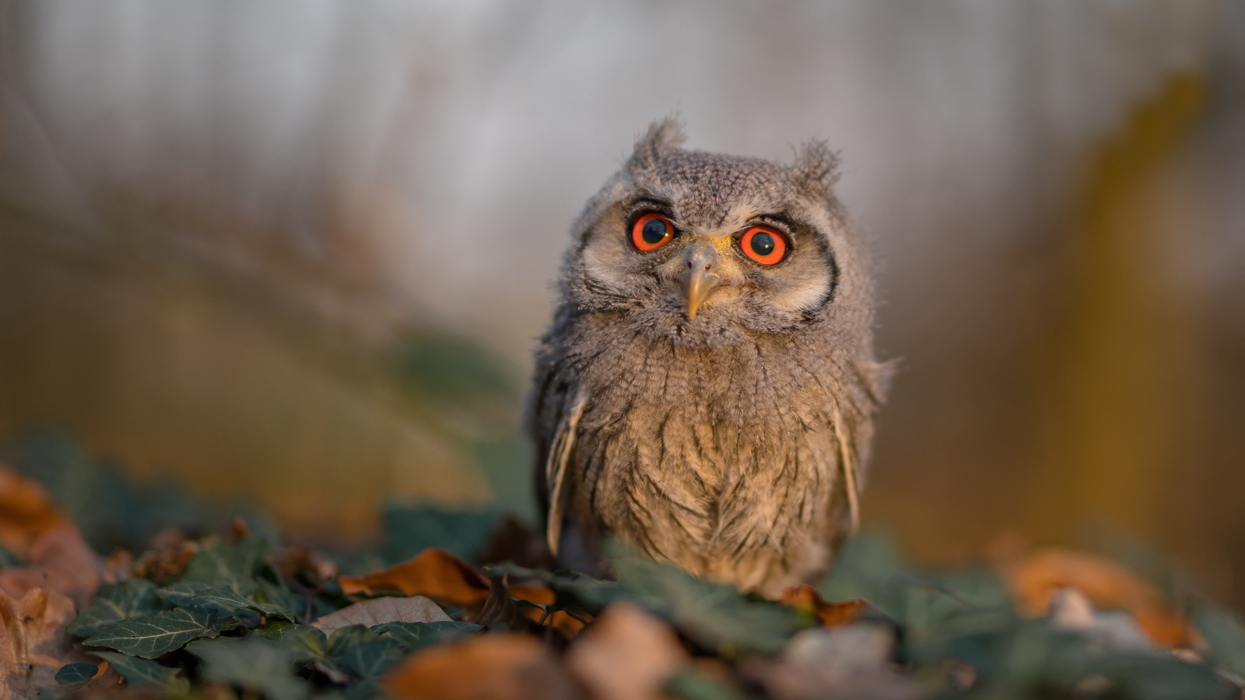 女足世界杯闭幕式盛大举办，女足世界杯比赛结果