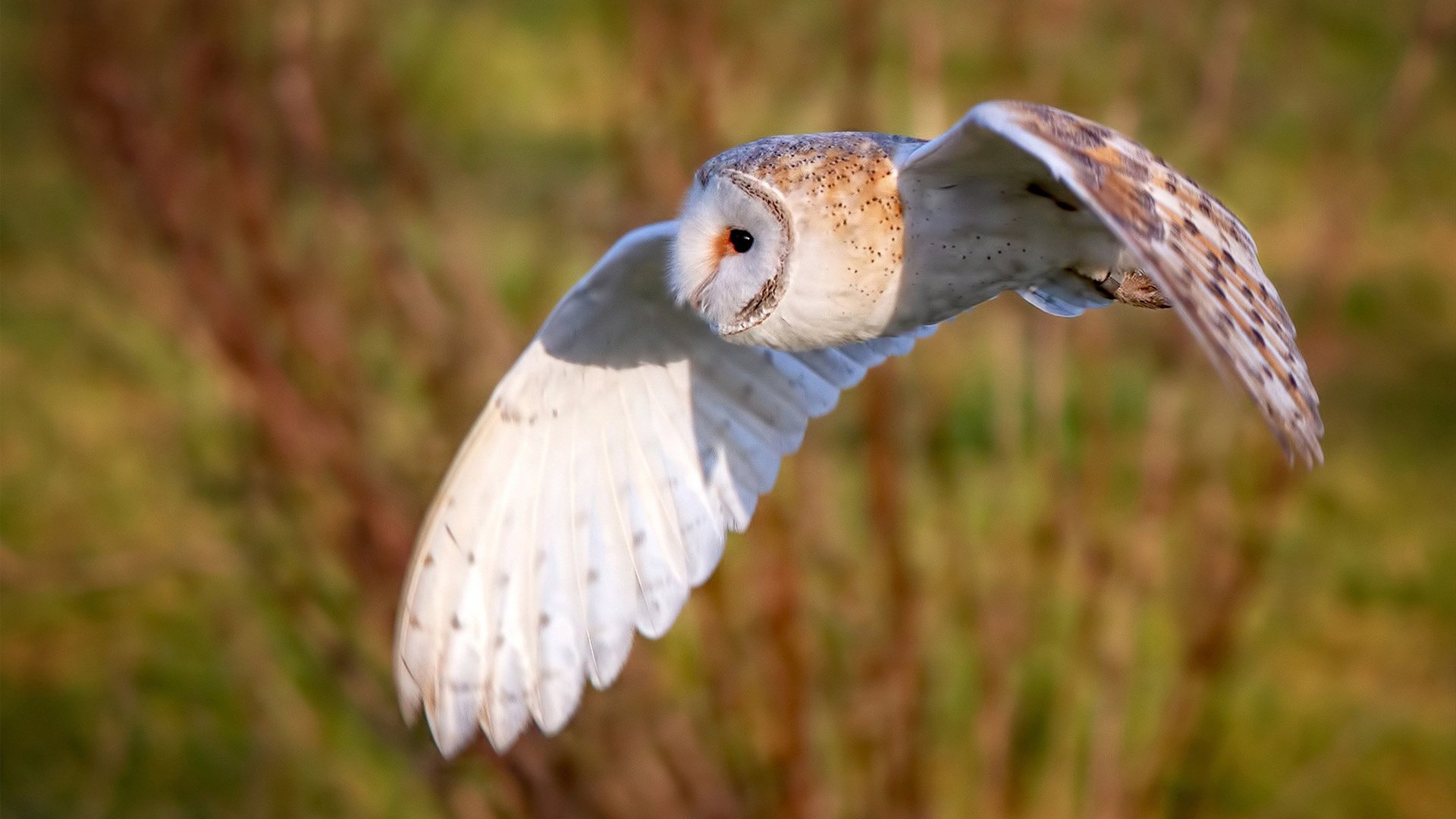 九游网游官网-新加坡年轻骑手Aryana Singh在国内跳跃锦标赛中首次亮相，展现潜力。，新加坡跳舞搞笑视频
