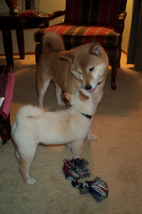 九游官网下载电脑版-激战正酣！德国女队对阵南非，胜者晋级下一轮，德国女足比赛视频