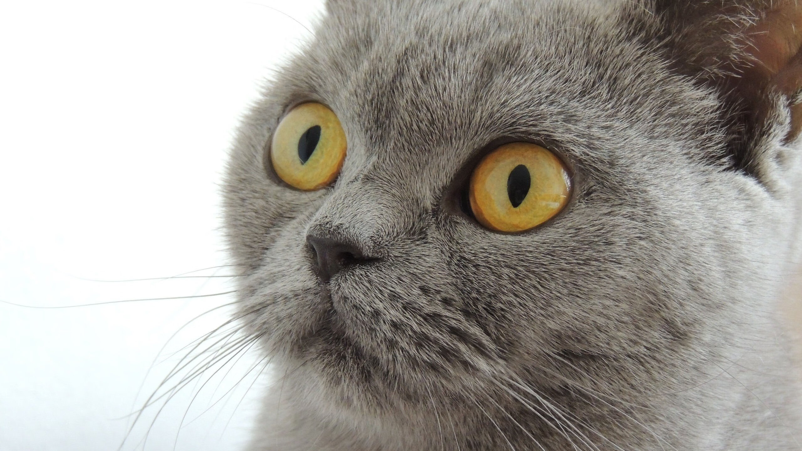 焦点战役!荷兰女队与波兰女队交锋,胜负难料,荷兰vs波兰结果