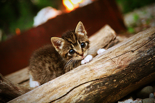 紧张刺激的足球盛宴,期待精彩表现!,紧张的足球比赛