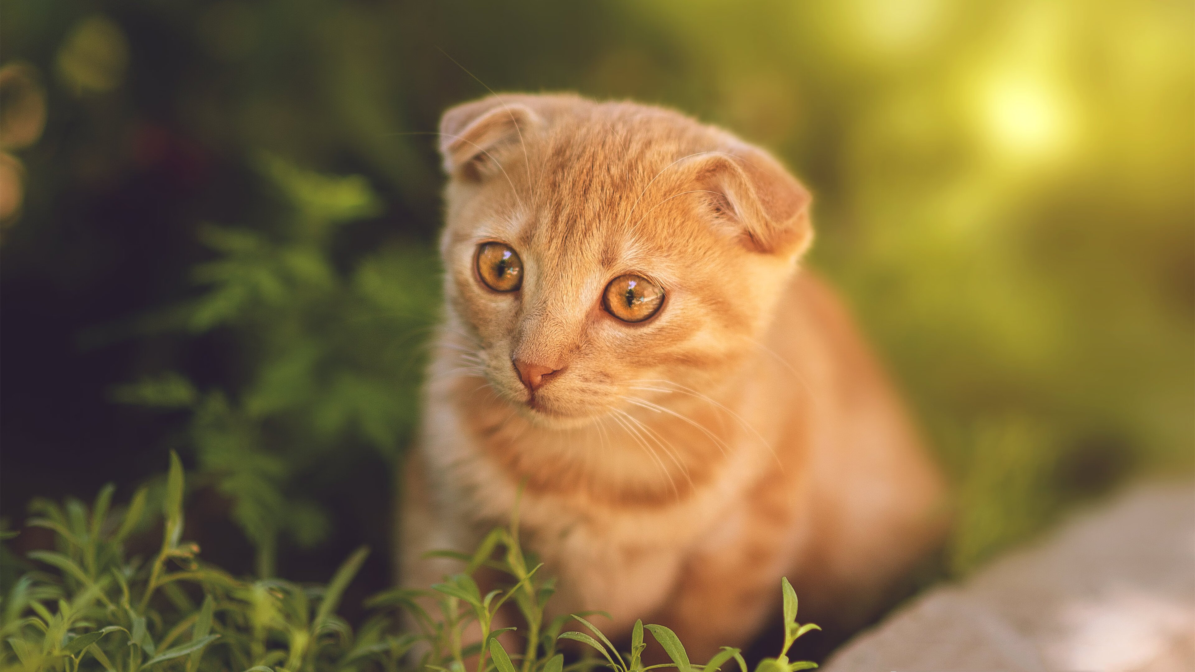 九游APP官网-红军提前锁定英超冠军，萨拉赫梅开二度