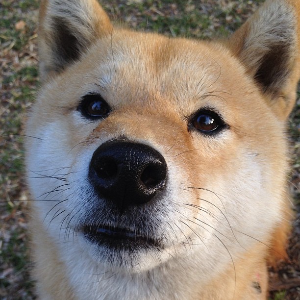 纽卡斯尔遭遇失利,保级前景黯淡,纽卡斯尔联什么水平