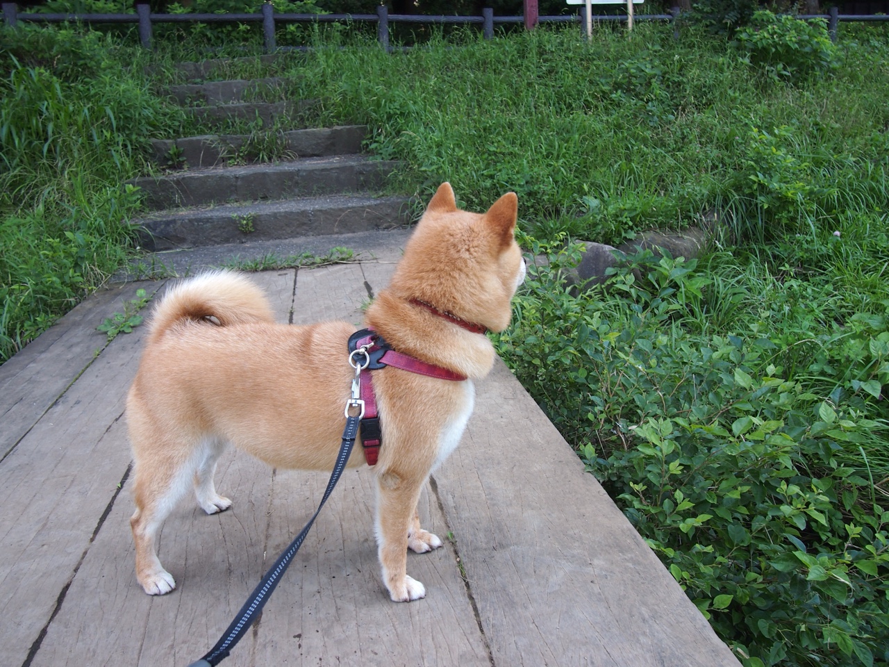 NBA联盟赛事观众体验提升策略研究,nba观众席屏幕