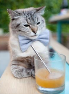 女子柔道亚洲杯中国姑娘再添金牌，2021女子柔道比赛