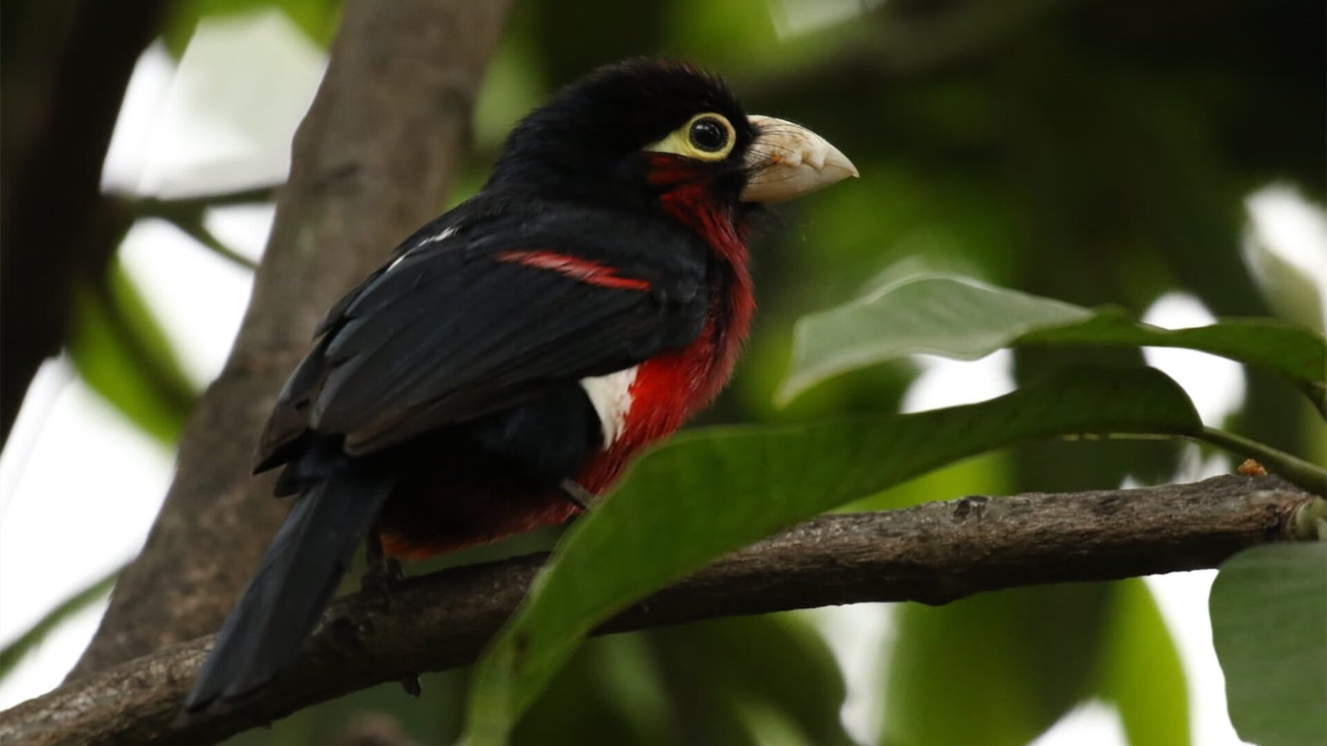 九游登录中心-意甲球队利用数据可视化提升战术执行效率的探索，意甲专家分析