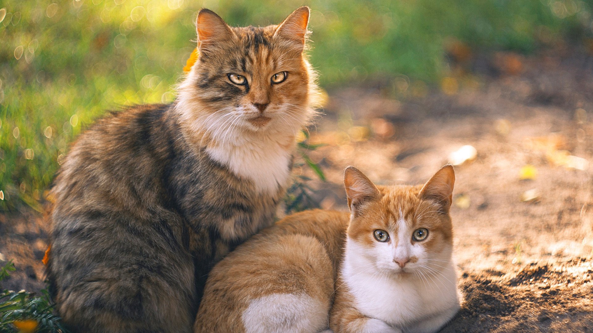 中国女篮全胜夺冠彰显硬实力,中国女篮获得冠军