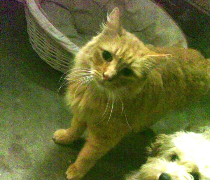 九游网页版官网入口-美男队自由泳统治地位难撼动，男子自由泳第一人