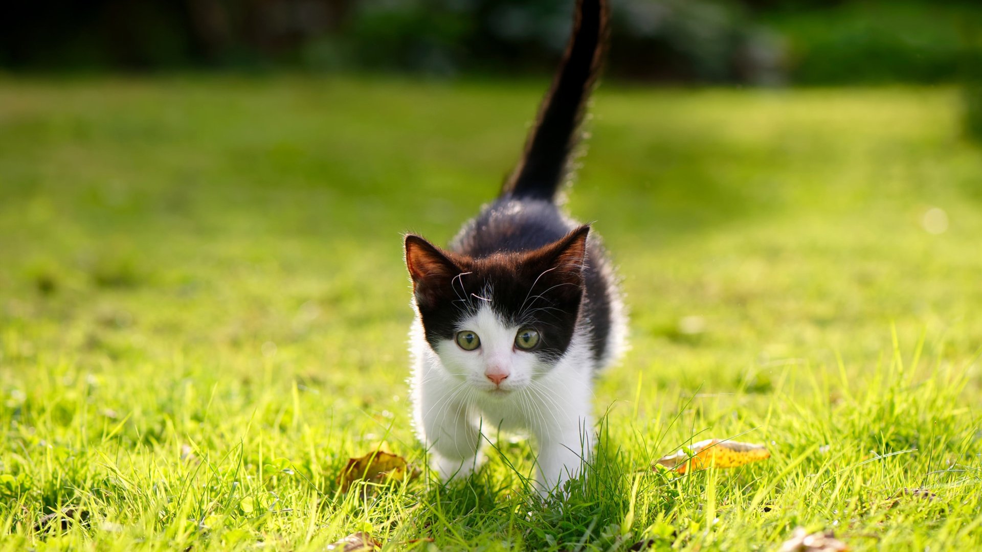 九游登录入口-世界杯激情无限：精彩片段一次次刷新！，世界杯锦集视频