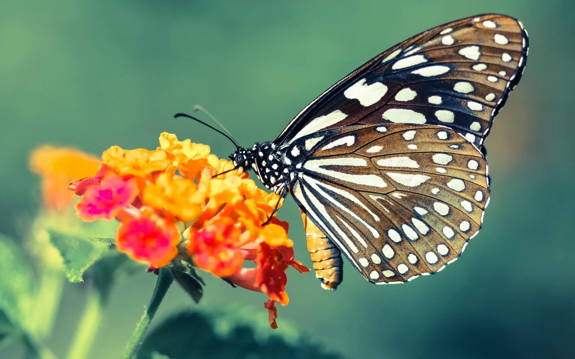 库里最后时刻助攻队友勇士险胜热火，库里尽力了队友cba