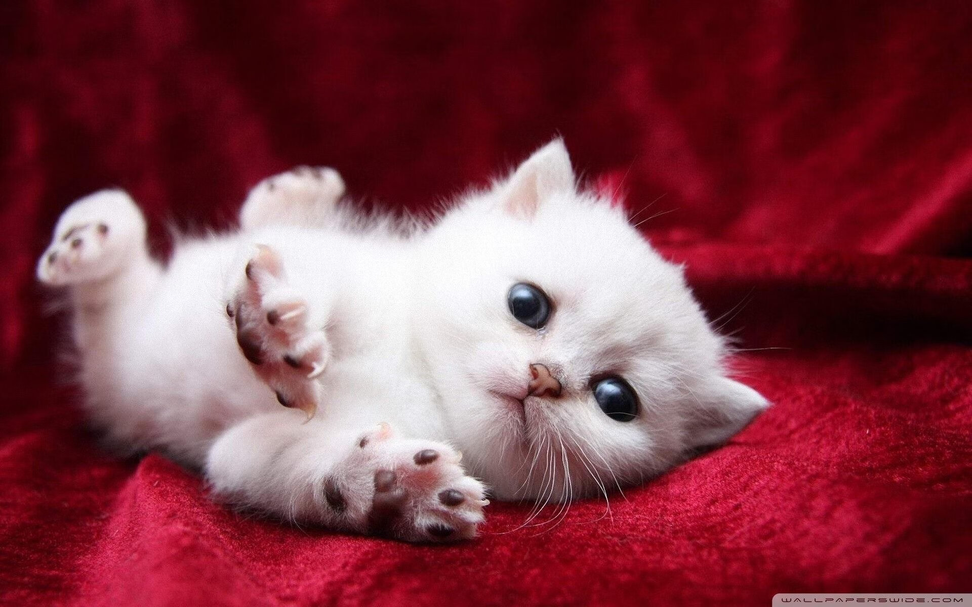 九游9游-混合泳项目瑞士选手表现均衡，混合泳比赛视频