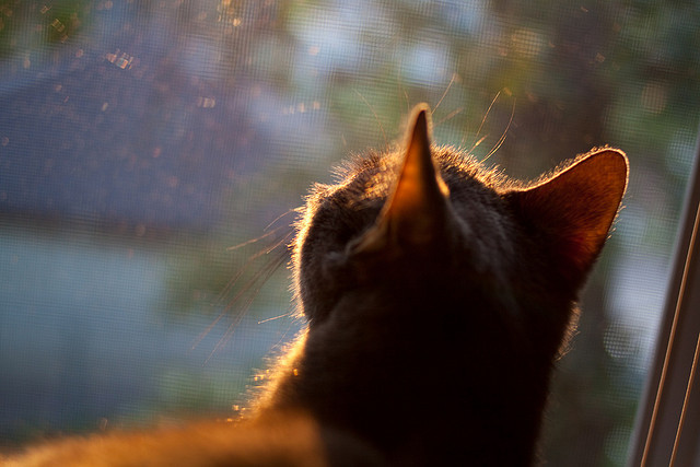 JIUYOU GAMING-爱尔兰女队跻身世界强队行列，爱尔兰女子组合