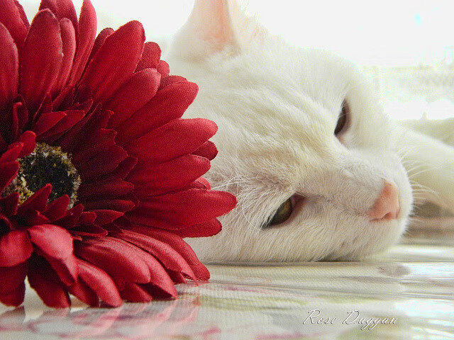 皮特·斯图斯:凭借精湛防守帮助南非队锁定胜局,斯特皮特