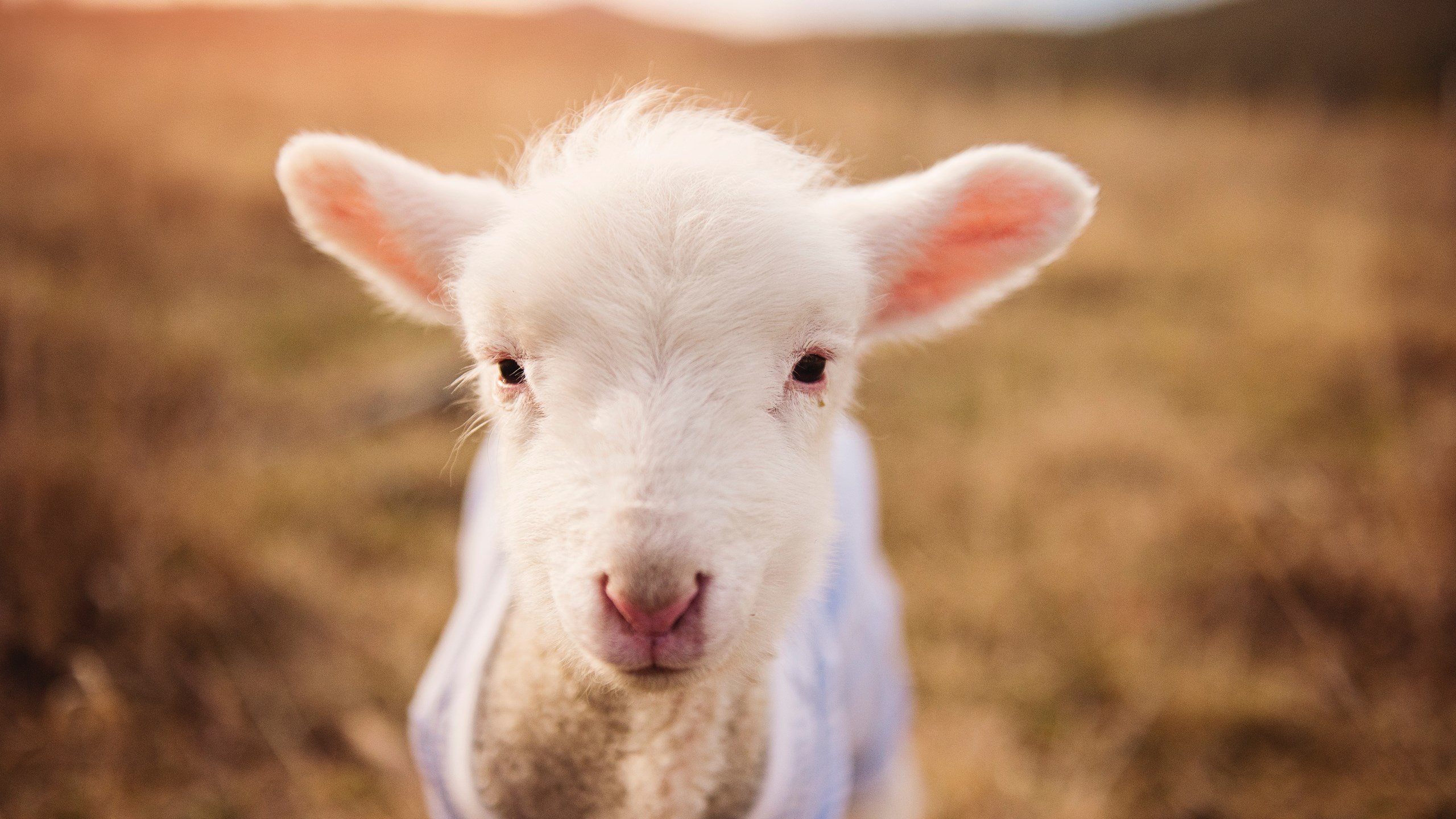 阿莱克西蝶泳发力阶段完美控制,阿莱克西亚·阿西福特
