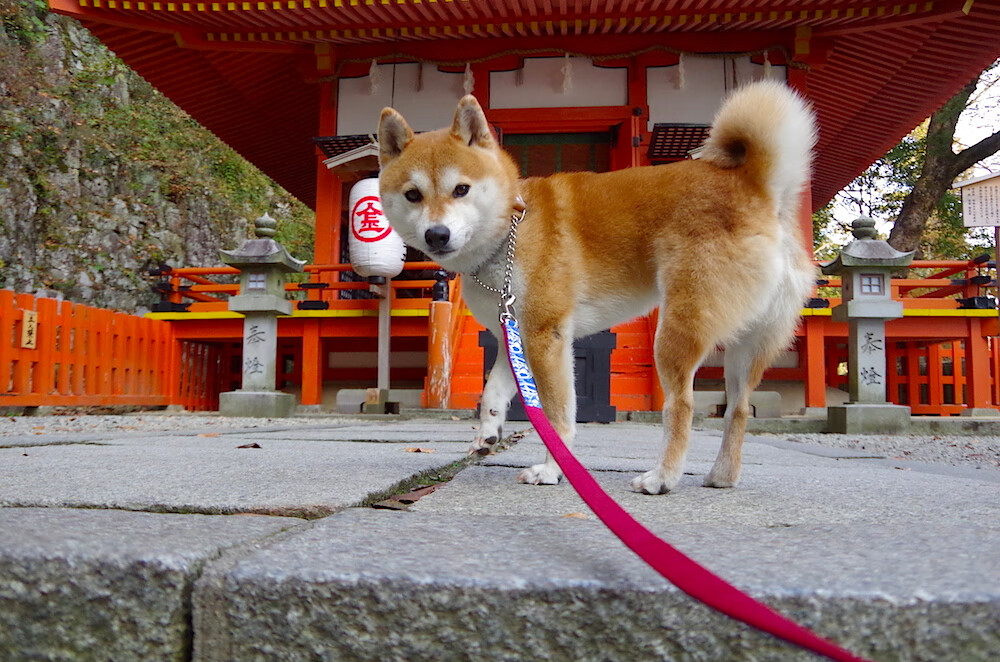 九游娱乐官网 (jiuyou)-青少年篮球人才培养机制创新促进多元化发展和成长，青少年篮球培训内容有哪些